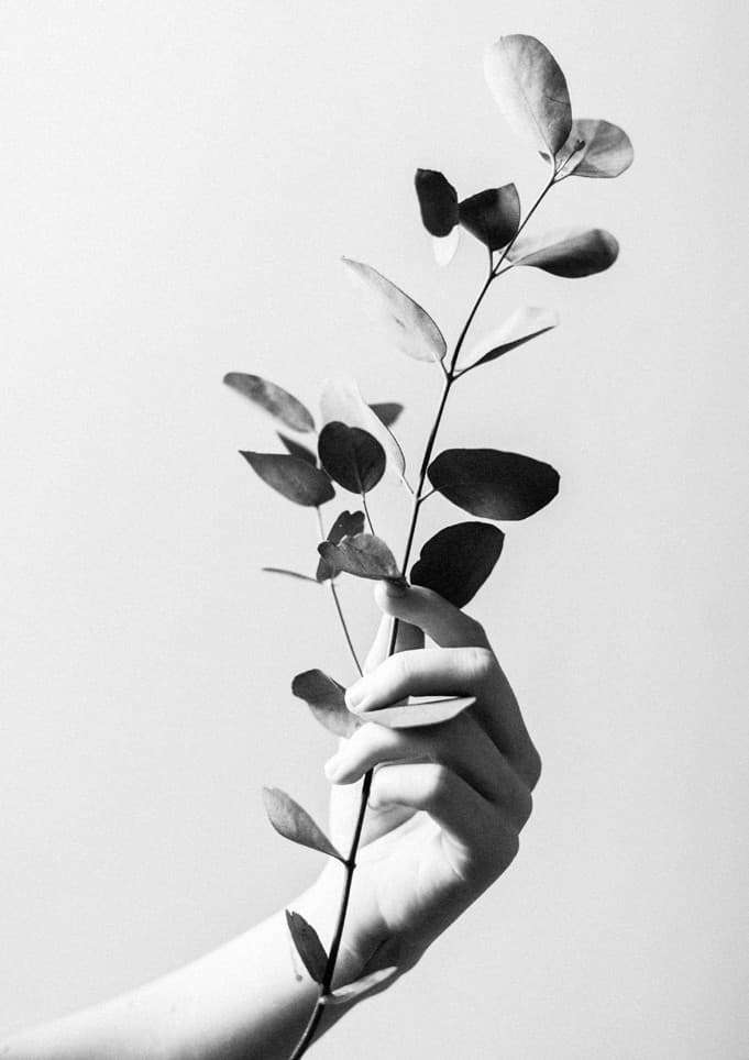 Hand holding a eucalyptus branch